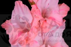 Гладиолус Небоскреб Gladiolus Neboskreb