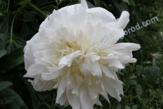 Пион молочноцветковый Голден Браслет Paeonia Lactiflora Golden Bracelet