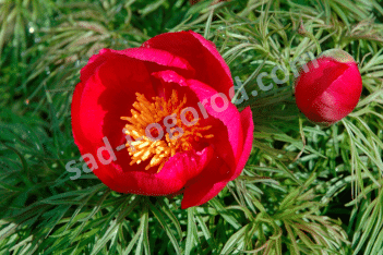 Пион Тонколистный Paeonia tenuifolia