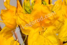 Рододендрон Голдпрахт Rhododendron luteum Goldpracht