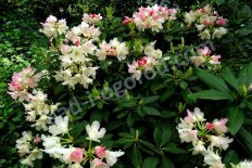 Рододендрон якушиманский Голден Торч Rhododendron Golden Torch