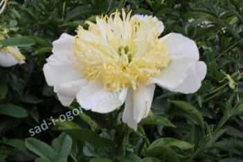 Пион молочноцветковый Мун оф Ниппон Paeonia Lacriflora Moon of Nippon