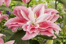 Лилия восточная Роузлили Клариса Lilium Roselily Clarissa