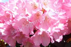Рододендрон якушиманский Поларис Rhododendron yakushimanum Polaris