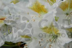 Рододендрон Мадам Массон Rhododendron Hybridum Madame Masson