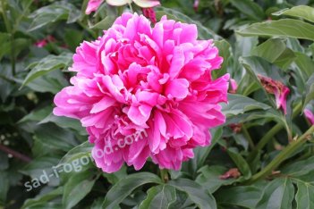 Пион молочноцветковый Виктуар де ла Марн Paeonia Lactiflora Victoire de la Marne