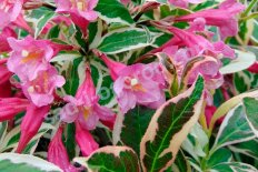 Вейгела цветущая Моне Weigela florida Monet Verweig