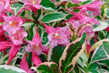 Вейгела цветущая Моне Weigela florida Monet Verweig