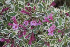 Вейгела цветущая Май Монет Сансет Weigela florida My monet Sunset
