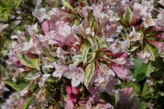 Вейгела цветущая Колмагира Weigela florida Kolmagira Rainbow Sensation