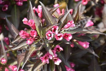 Вейгела Элвера Weigela florida Elvera