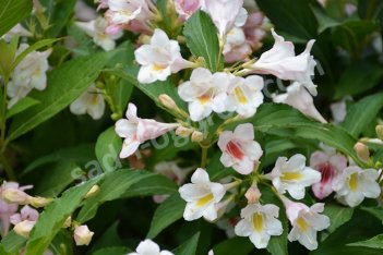 Вейгела цветущая Бокрасопин Weigela florida Sonic Bloom 'Bokrasopin'
