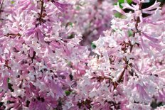 Сирень раскидистая Мисс Ким Syringa patula Miss Kim