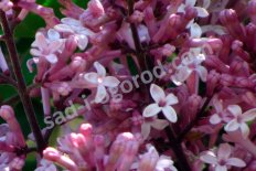 Сирень Мейера Палибин Syringa meyeri Palibin