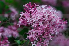 Сирень Мейера Палибин Syringa meyeri Palibin