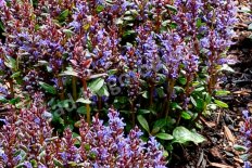 Живучка ползучая Блюберри Маффин Ajuga reptans Blueberry Muffin