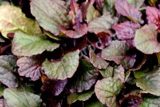 Живучка ползучая Бронз Бьюти Ajuga reptans Bronze Beauty
