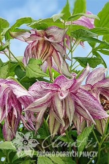 Клематис альпийский (княжик) Пинк Сюрпрайз Clematis alpina Pink Suprise