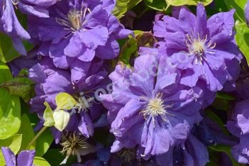 Клематис Флорал Дэнс Clematis hybrida Floral Dance