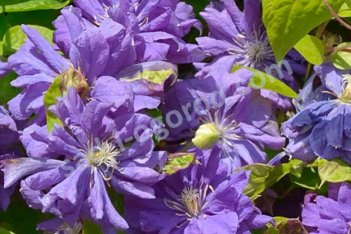 Клематис Флорал Дэнс Clematis hybrida Floral Dance