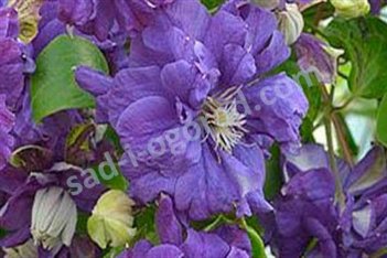 Клематис Флорал Дэнс Clematis hybrida Floral Dance