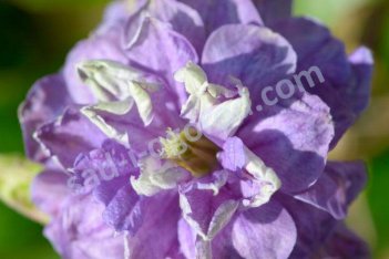 Клематис Флорал Дэнс Clematis hybrida Floral Dance