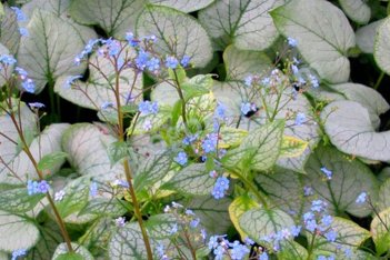 Бруннера крупнолистная Лукин Гласс Brunnera macrophylla Looking Glass