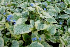 Бруннера крупнолистная Кингз Рэнсом Brunnera macrophylla King's Ransom