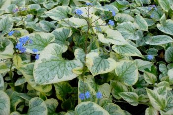 Бруннера крупнолистная Brunnera macrophylla King's Ransom