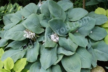Хоста Блу Мэммуф Hosta Blue Mammoth