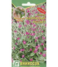 Лихнис Малиновый Рассвет