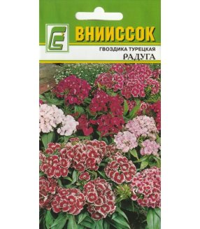 Гвоздика турецкая Радуга