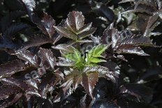 Бузина чёрная Черная башня Sambucus nigra Black Tower Elder