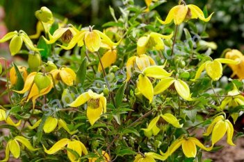 Клематис тангутский Литтл Лемон Clematis Little Lemons