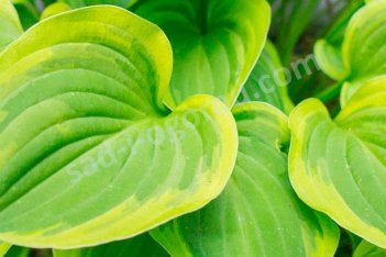 Хоста Голден Тиара Hosta Golden Tiara