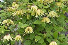 Клематис Голден Дрим Clematis Golden Dream PBR
