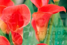 Калла Ред Сокс Zantedeschia Red Sox