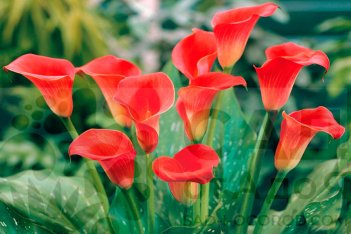 Калла Ред Сокс Zantedeschia Red Sox