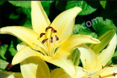 Лилия трубчатая Ройал Голд Lilium trumpet Royal Gold