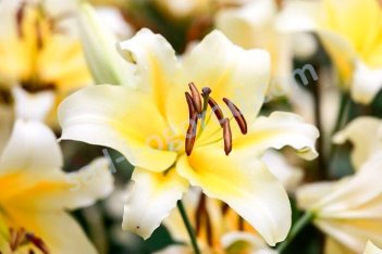 Лилия Гарден Эффейр ОТ-гибрид Lilium Garden Affair OT hybrid