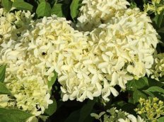 Гортензия метельчатая Скайфолл / Френне Hydrangea paniculata Skyfall / Frenne