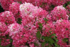 Гортензия метельчатая Даймонд Руж / Рендия Hydrangea paniculata Diamond Rouge / Rendia