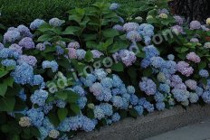 Гортензия крупнолистная Никко Блю Hydrangea macrophylla Nikko Blue