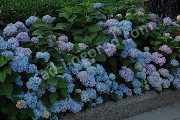 Гортензия крупнолистная Никко Блю Hydrangea macrophylla Nikko Blue