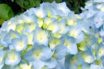 Гортензия крупнолистная Никко Блю Hydrangea macrophylla Nikko Blue