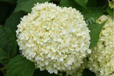 Гортензия древовидная Лайм Рики Hydrangea arborescens Lime Rickey