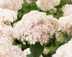 Гортензия древовидная Кандибель Маршмеллоу Hydrangea arborescens Candybelle Marshmallow