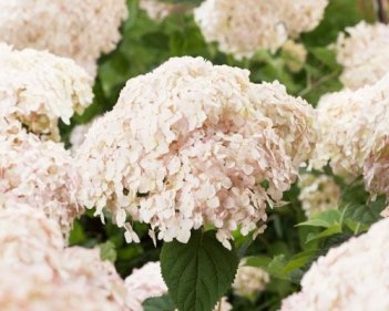 Гортензия древовидная Кандибель Маршмеллоу Hydrangea arborescens Candybelle Marshmallow