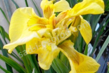 Ирис болотный Флора Плена Iris pseudacorus Flore Plena