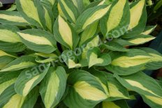Хоста Джипси Роуз Hosta Gypsy Rose